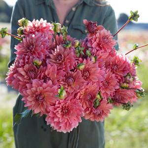 Dahlia pakket 'Merel's 12 favorieten'