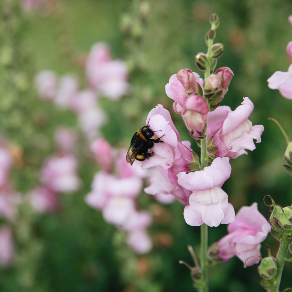 Antirrhinum majus (leeuwenbekje) - Potomac Lavender