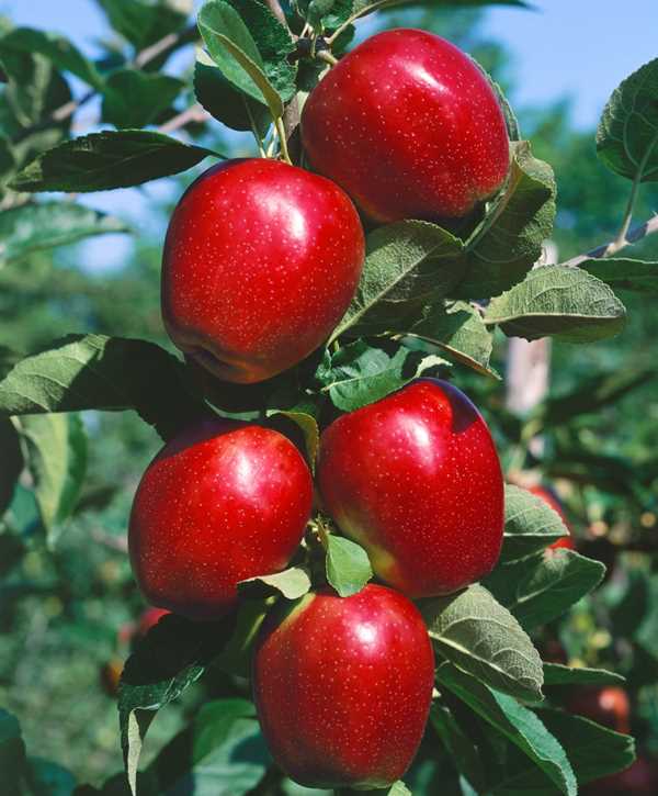 Appelboom Summerred