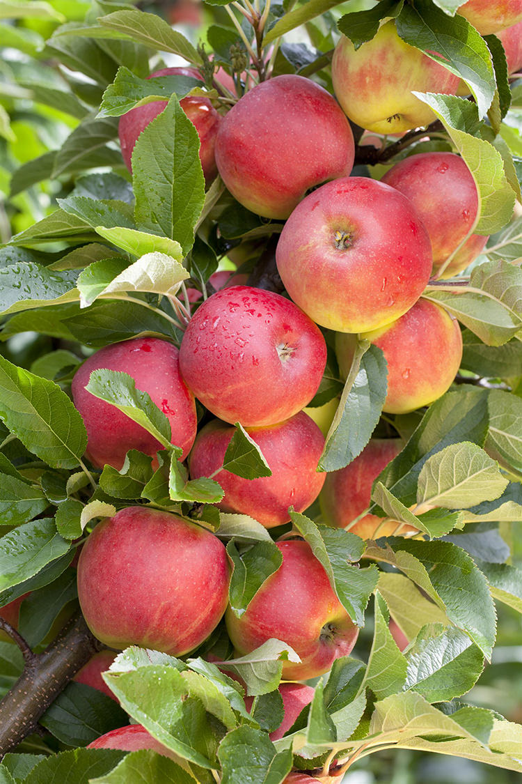 Apfelbaum Triofruit – 3 Apfelsorten an einem Baum: Elstar/Jonagold/Rode Boskoop