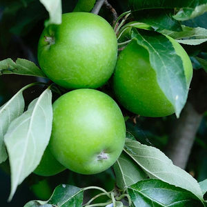 Appelboom Granny Smith in leivorm