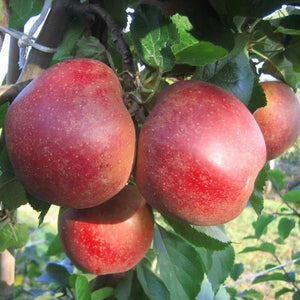 Espalier de pommier à tige basse - Rode Boskoop