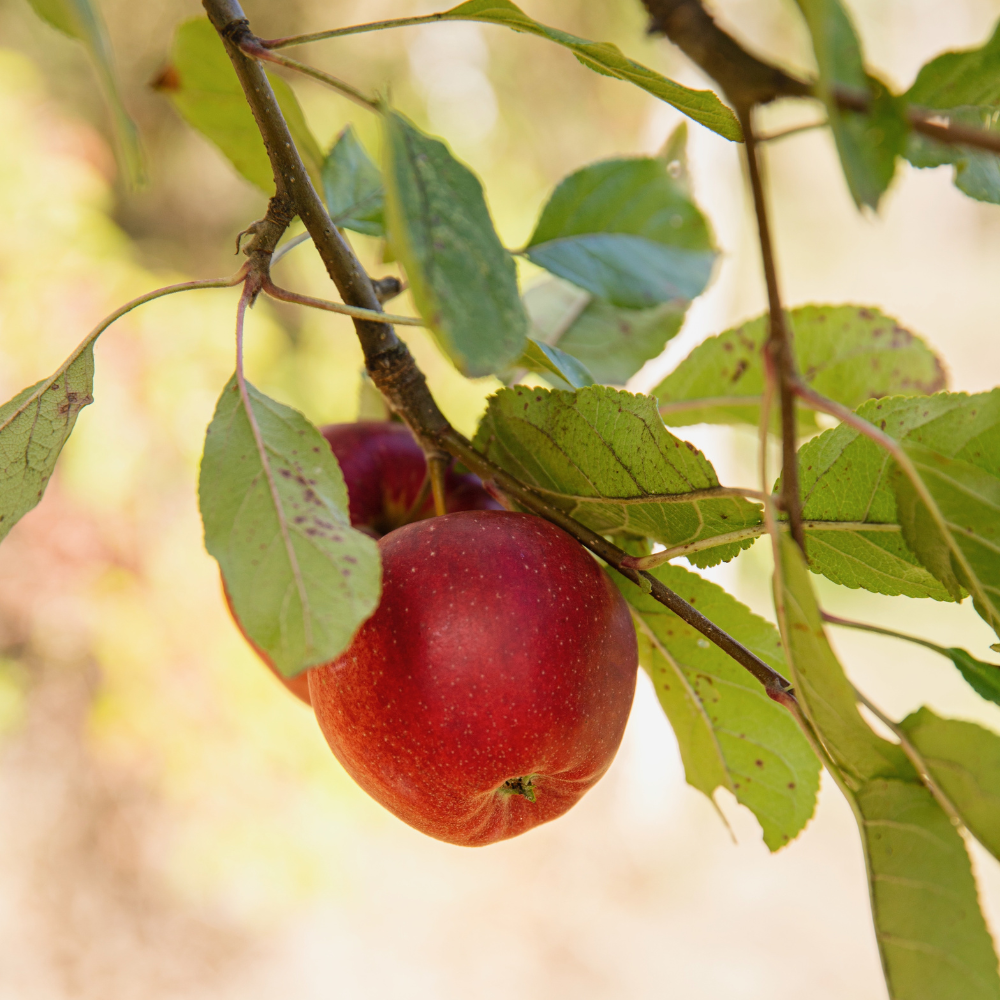Low-stem apple tree 'Gala' BIO