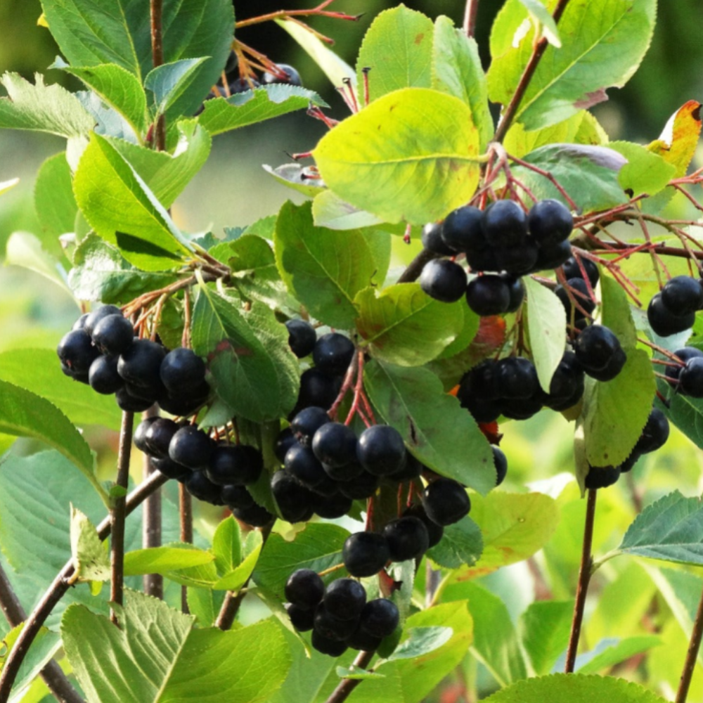 Appelbes 'Viking' BIO
