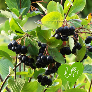 Appelbes 'Viking' BIO