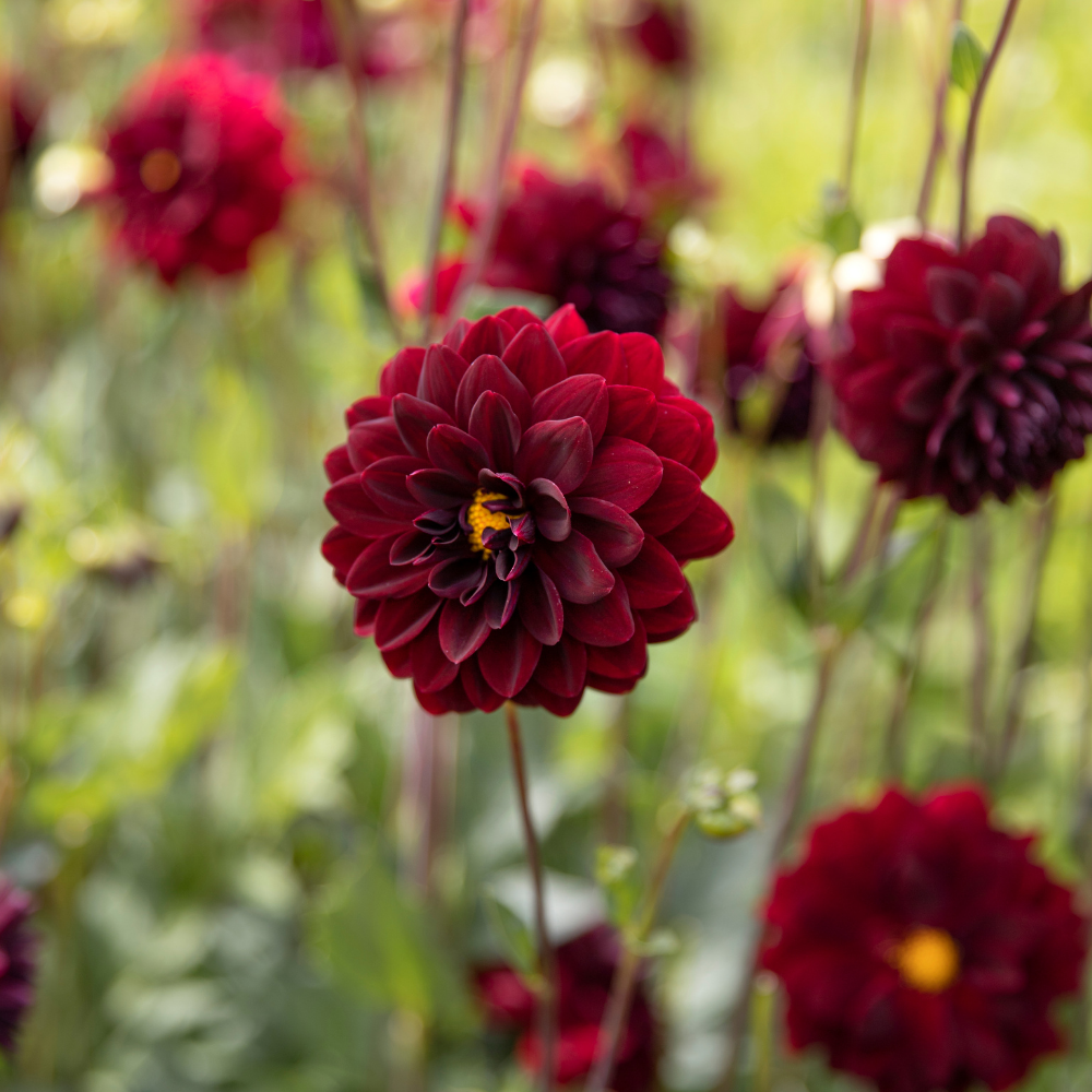 Dahlia 'Arabian Night'