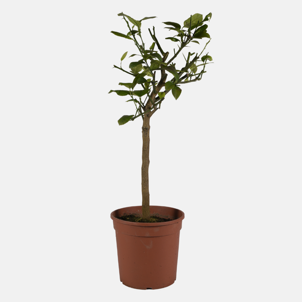 Arcobal Orange - Double Blood Orange x Meyer Lemon