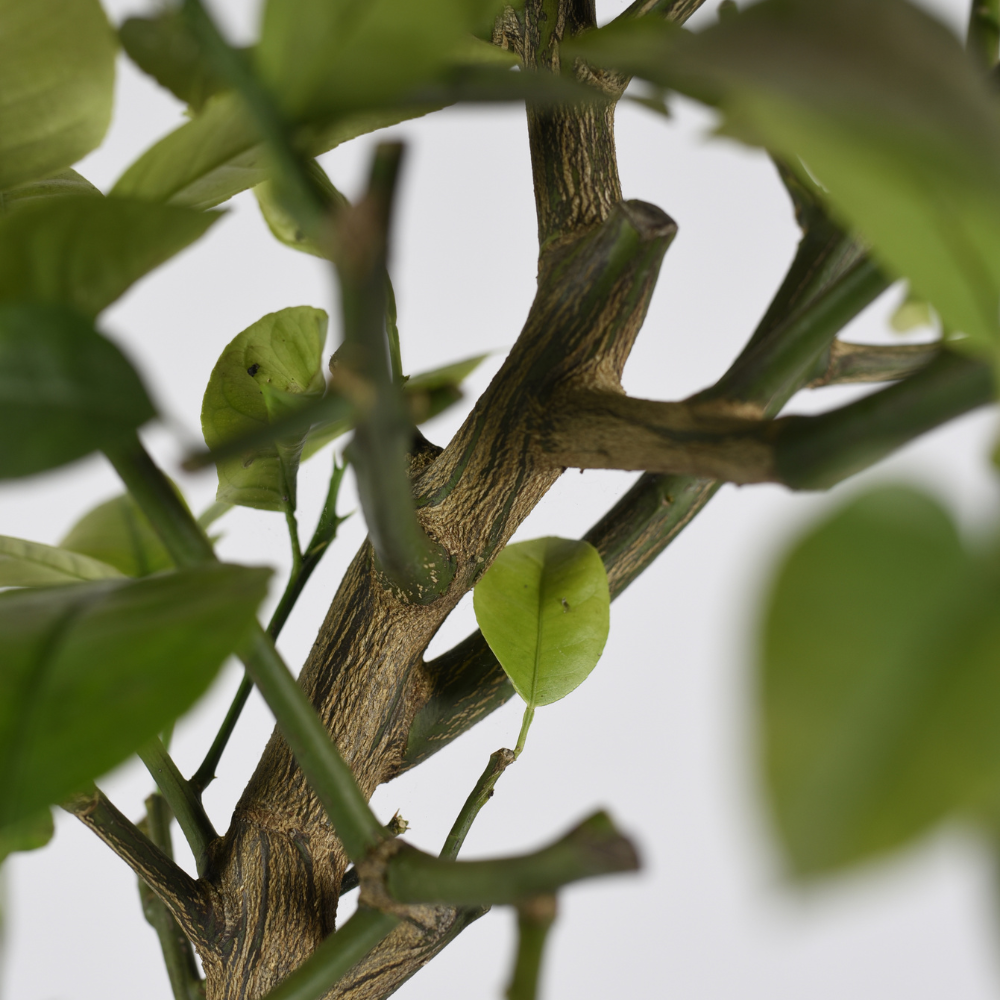 Arcobal Orange - Double Blood Orange x Meyer Lemon