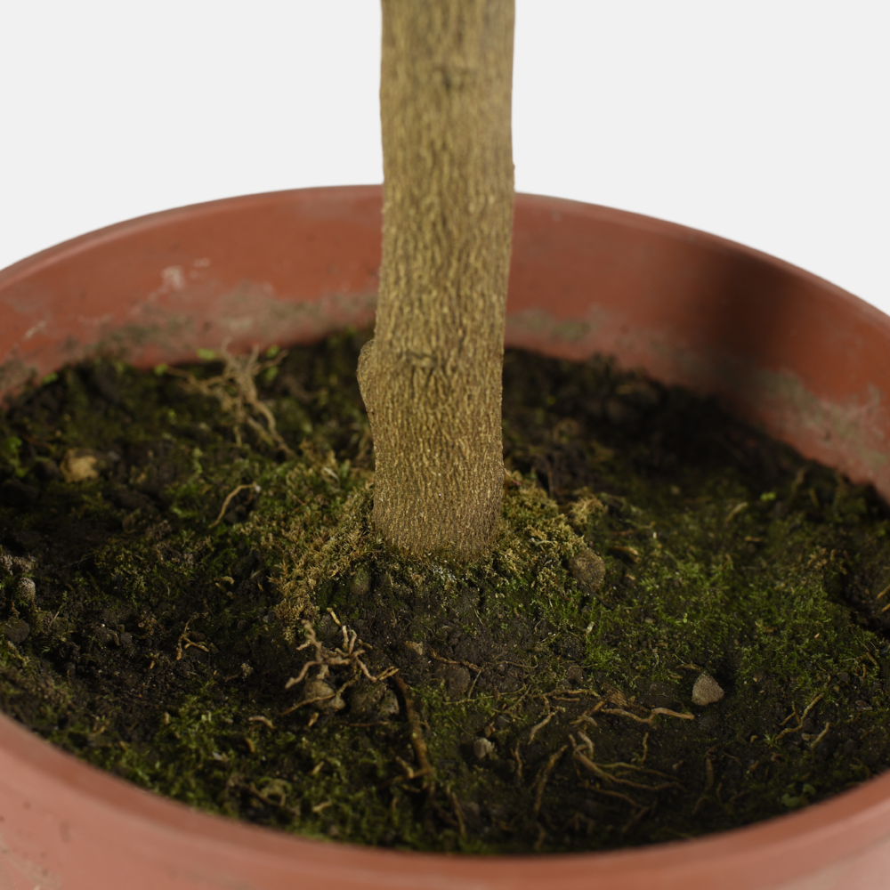 Arcobal Orange - Double Blood Orange x Meyer Lemon