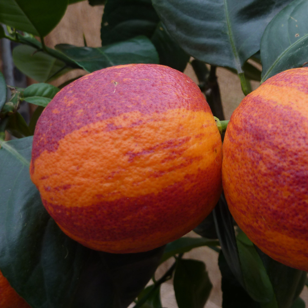 Arcobal sinaasappel - Double Blood Orange x Meyer Lemon – Plukkers.com
