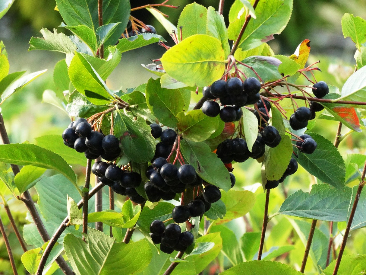 BIO Aronia prunifolia 'Viking' - pot de 2 litres