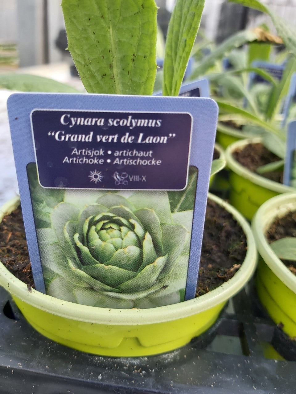 Artichaut Vert 'Grand vert de Laon' en pot de 10,5 cm 1 plant