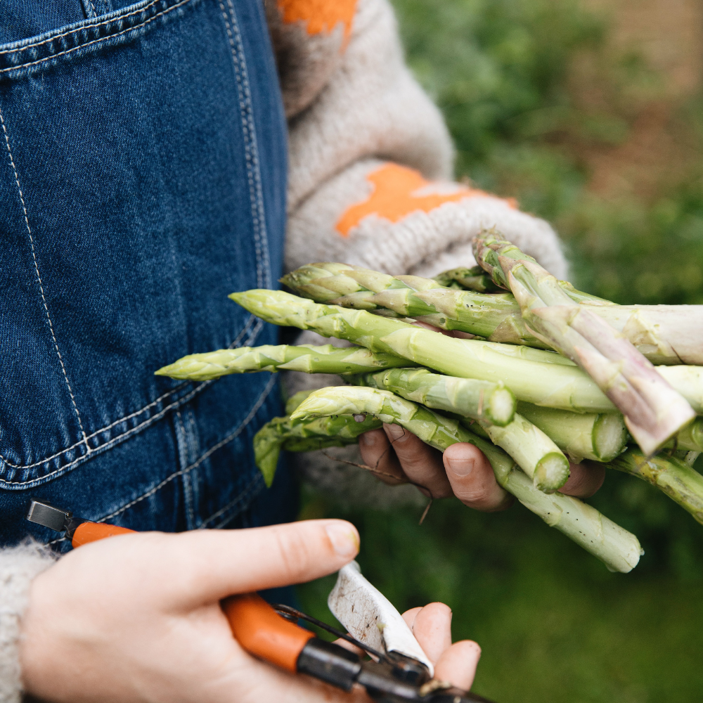 Groene asperge 'Xenolim' BIO