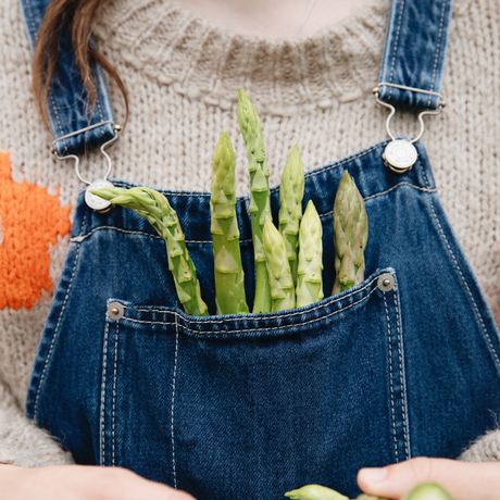 Spargelpflanze EQUINOX für den Anbau von grünem Spargel (Menge wählen)