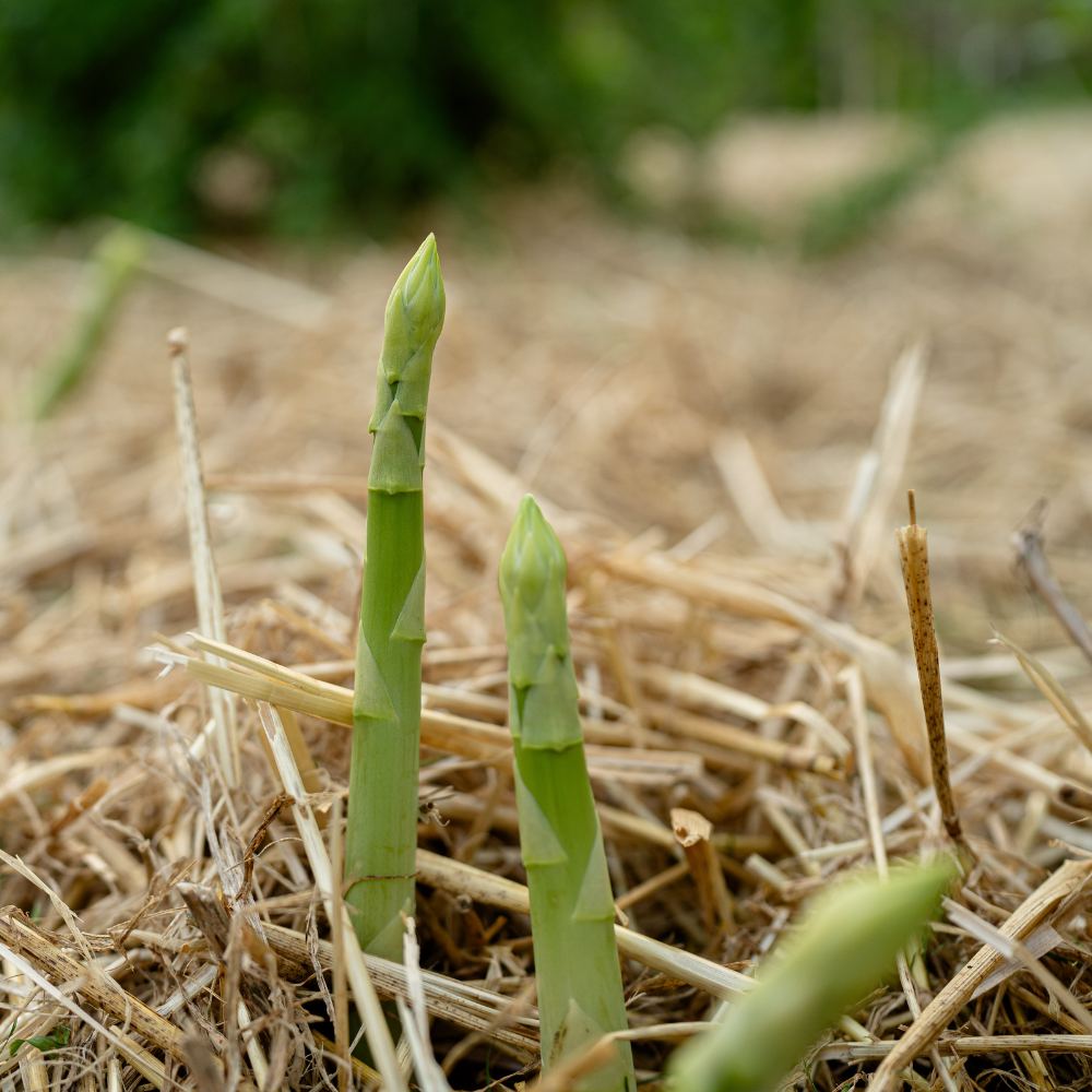 Groene asperge 'Xenolim' BIO