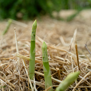 Spargelpflanze EQUINOX für den Anbau von grünem Spargel (Menge wählen)