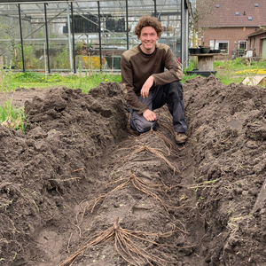 Witte en groene asperge 'Prius' BIO