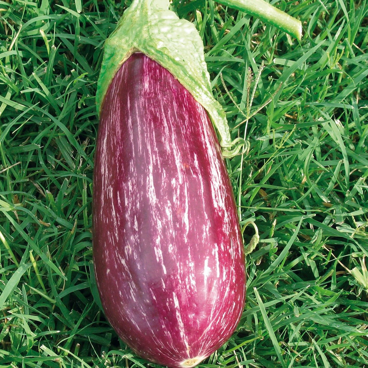 Gestreepte Aubergine 'Rania F1' 1 plant