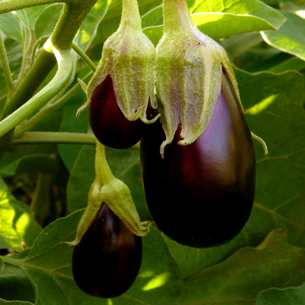 Aubergine plant 1 stuk BIO