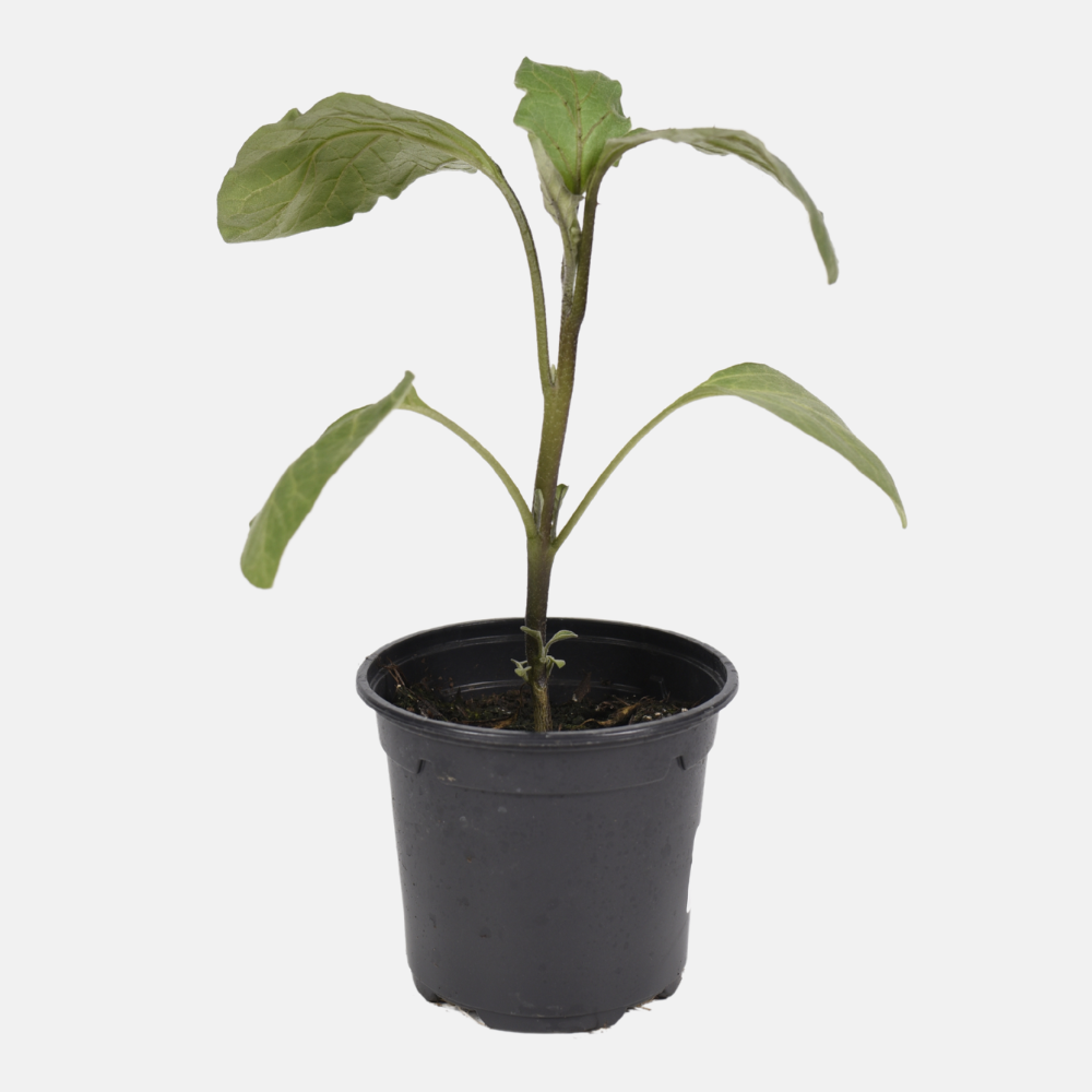 Aubergine plant 1 stuk BIO