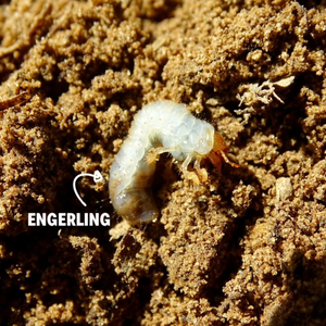 Engerlingen bestrijden met B-green