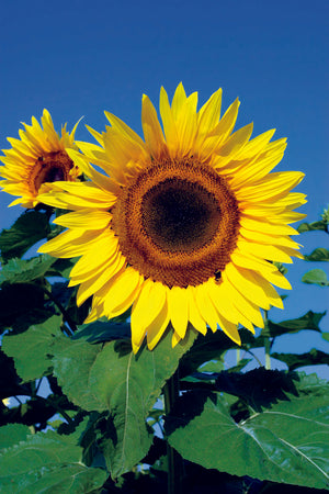 Sonnenblume 'Peredovick' zur Herstellung von Sonnenblumenöl - 100 Samen