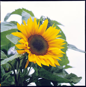 Tournesol 'Peredovick' pour faire de l'huile de tournesol - 100 graines