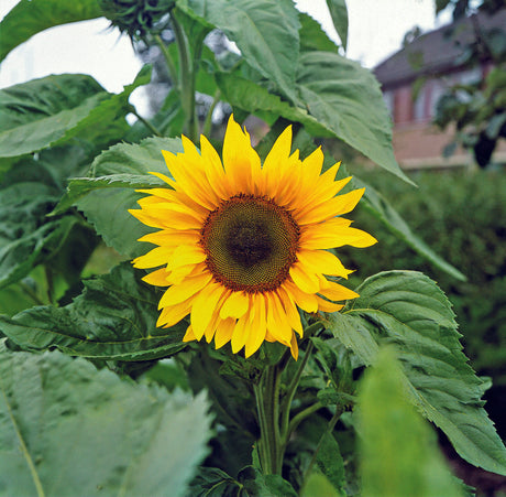 Zonnebloem 'Peredovick' voor Zonnebloemolie te maken - 100 zaden