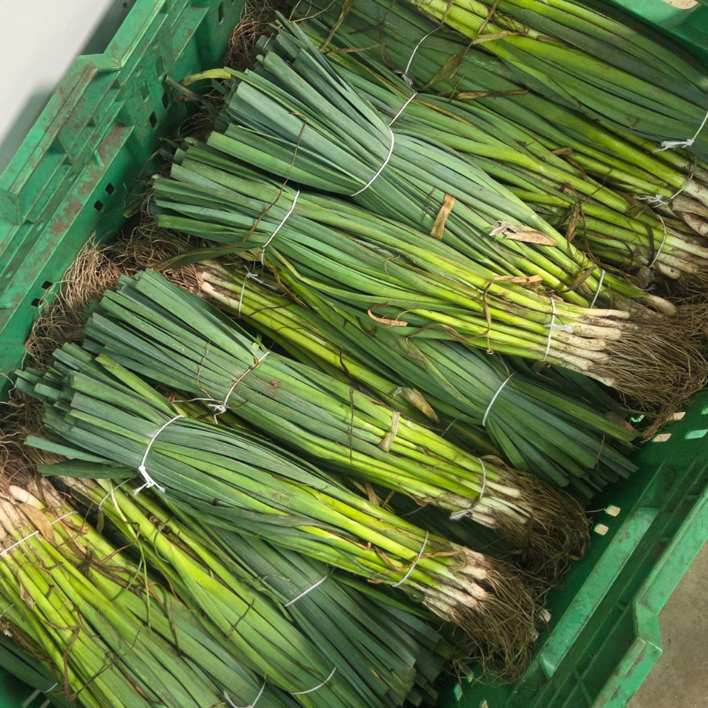 Winter preiplanten  25 stuks BIO