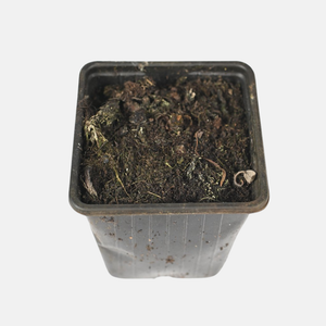 Brave Hendrik - P9 pot