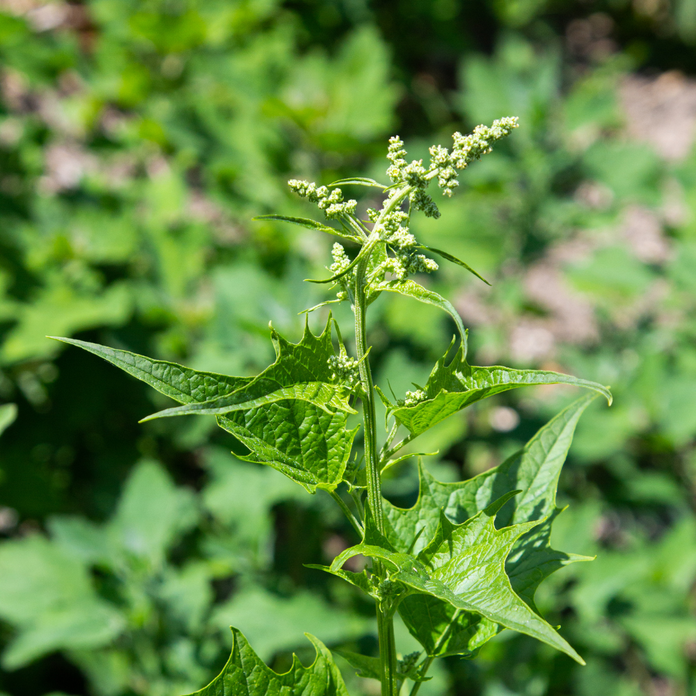 Brave Hendrik - P9 pot