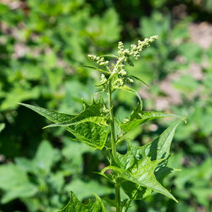 Brave Hendrik - P9 pot