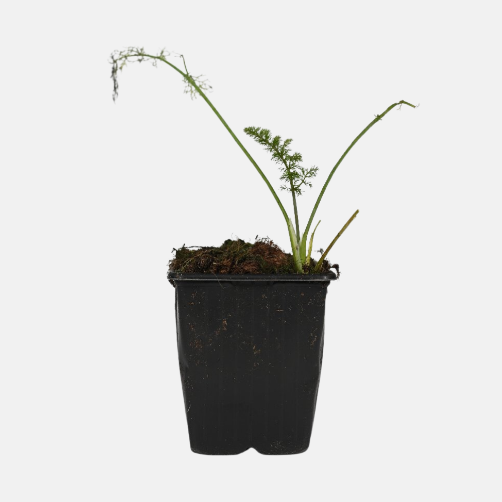planting fennel in pots Bronze fennel