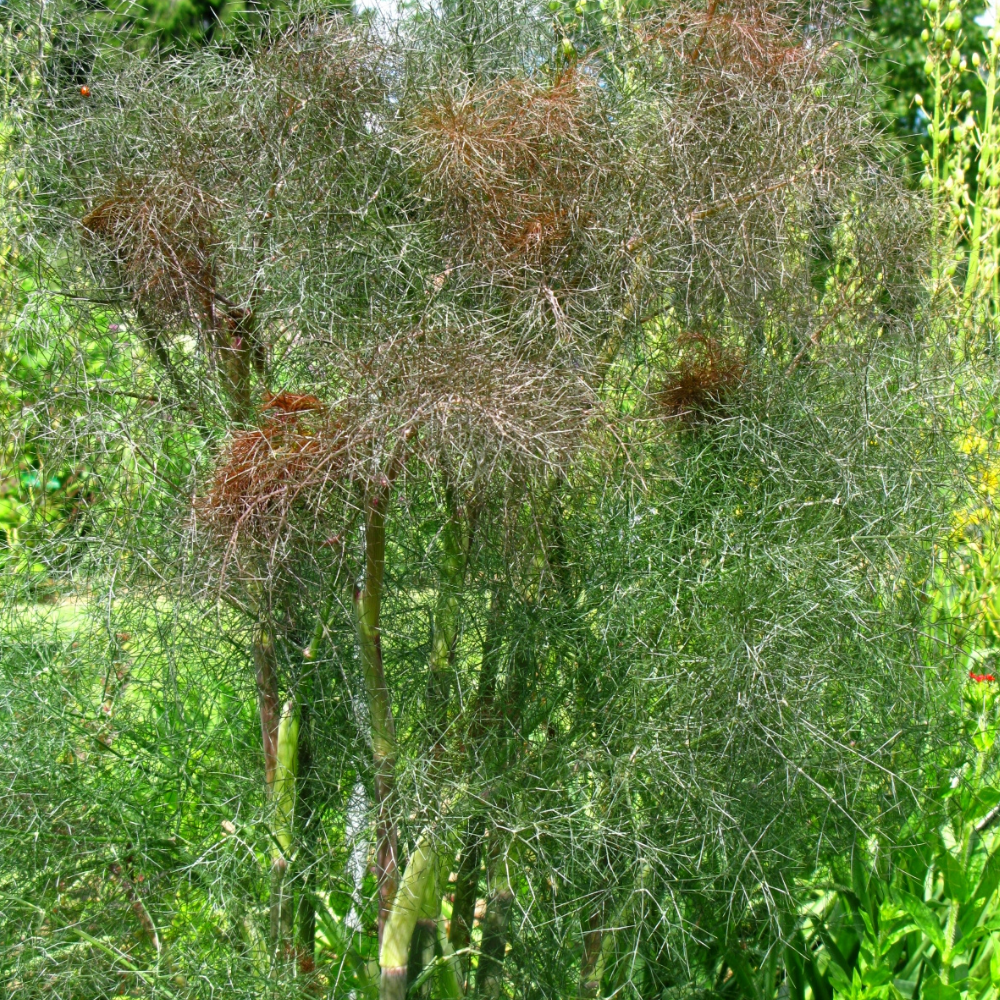 planting fennel in pots Bronze fennel