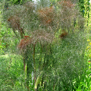 Fenouil bronze - Pot P9