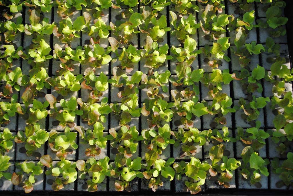 Babyleaf-Pflücksalat, gemischte rot-grüne Pflanzen, 5 Stück 