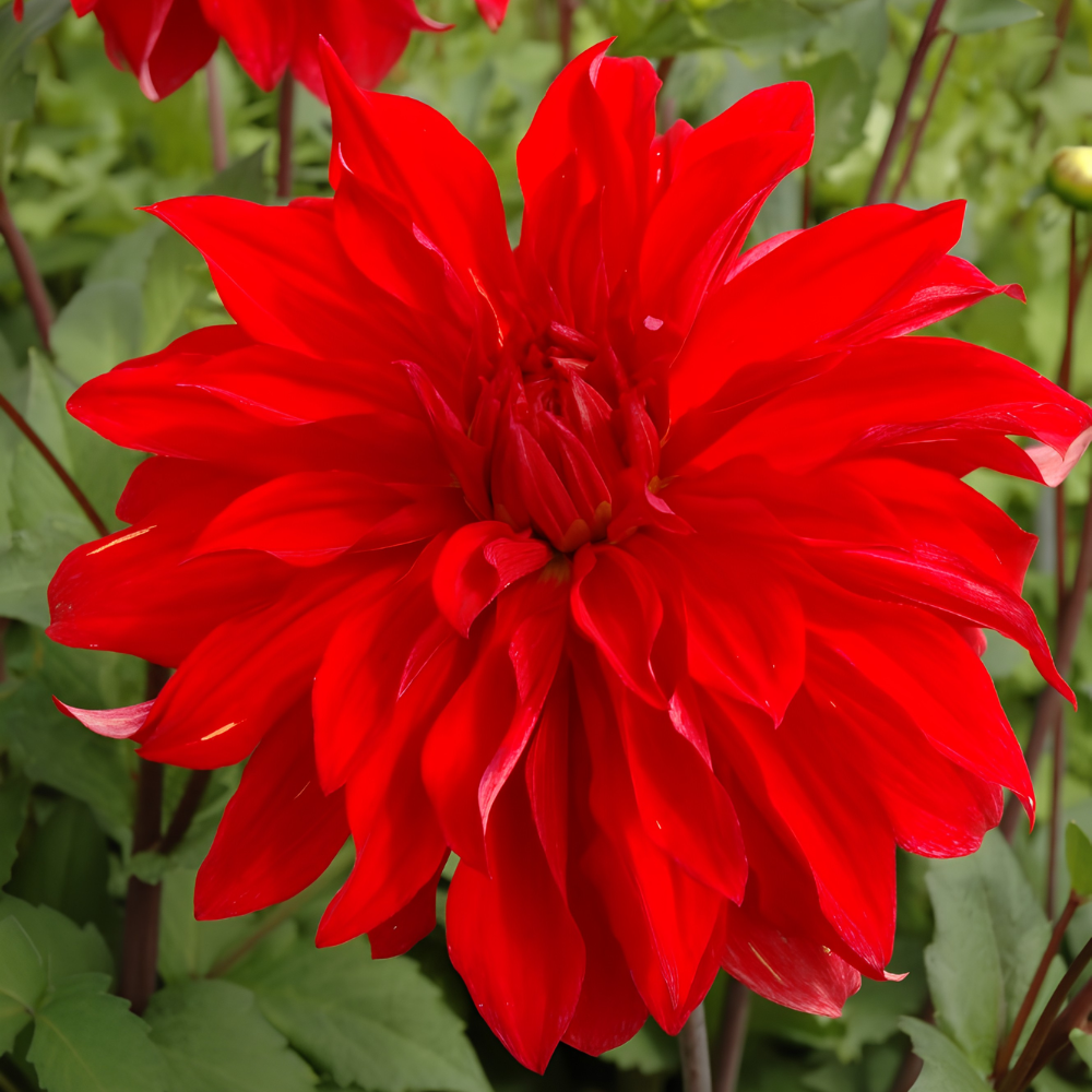 Dahlia 'Babylon Rood'
