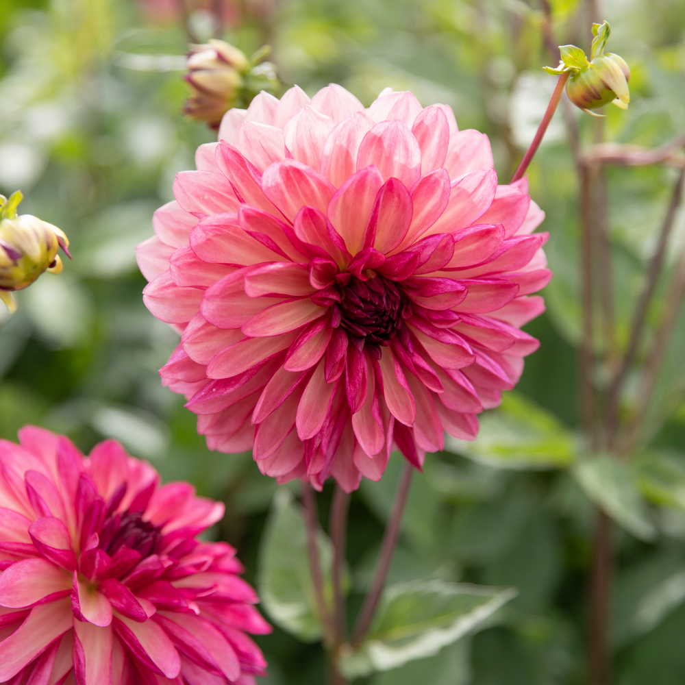 Dahlia 'Bacardi'