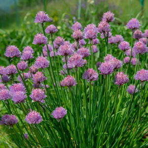 Bieslook (allium schoenoprasum) BIO