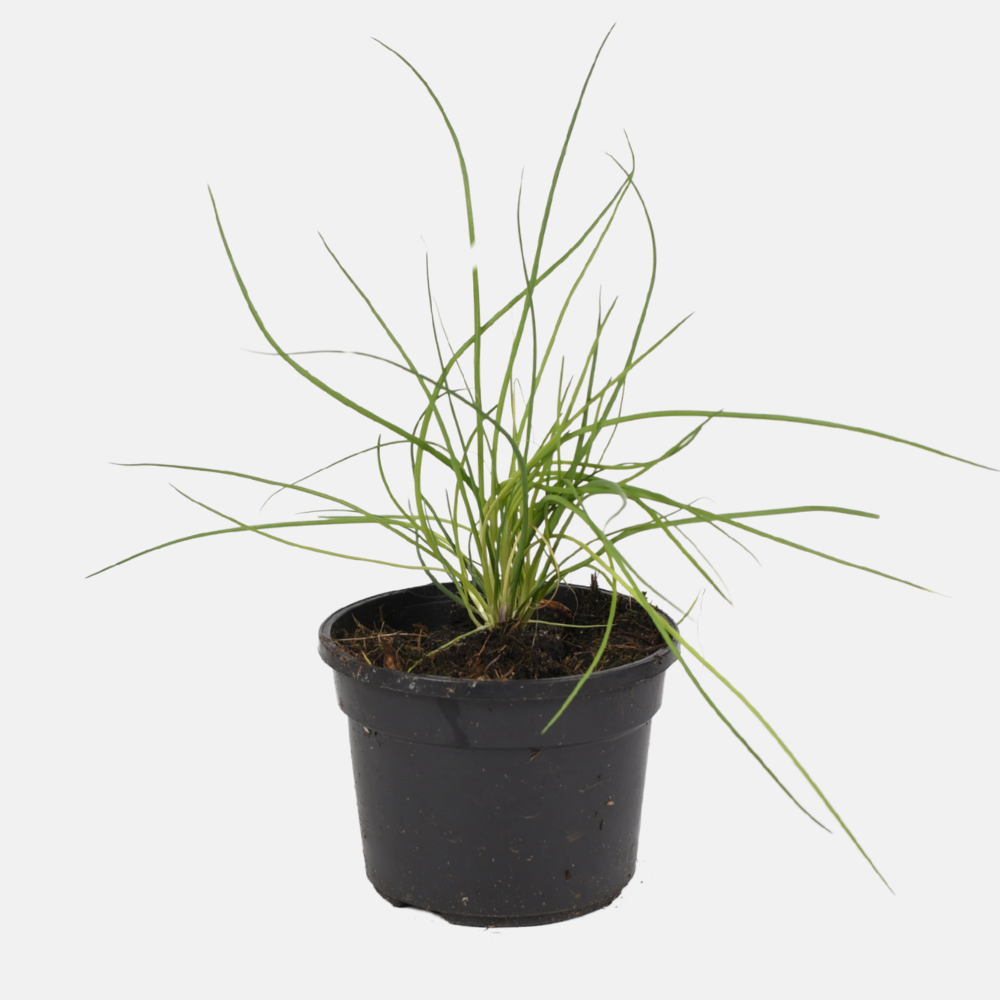 Bieslook (allium schoenoprasum) BIO