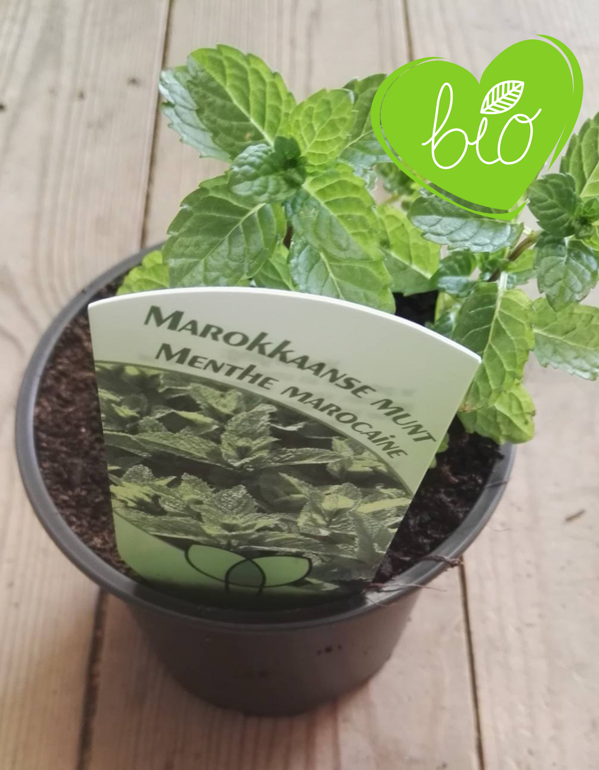 Menthe marocaine BIO en pot de 13 cm