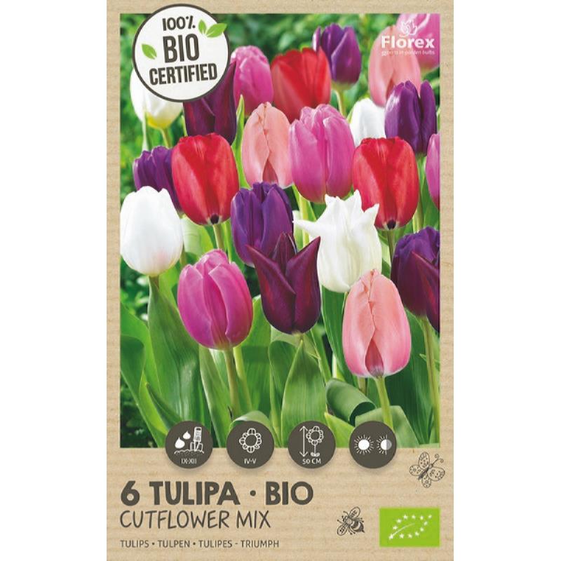 Bio Tulipe Mélange de fleurs coupées 11/12 6 pièces