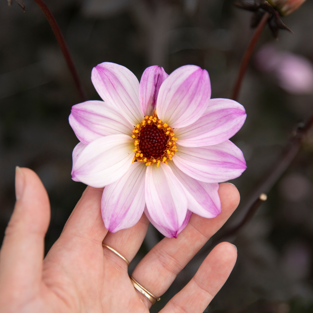 Dahlia 'Bishop of Leicester'