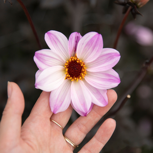 Dahlia 'Bishop of Leicester'