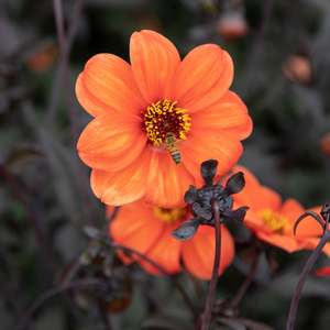 Dahlia 'Bishop of Oxford'