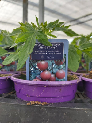 Tomate cerise Black Cherry (noire) en pot 1 plante 