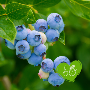 Blueberry 'Bluecrop' Organic - Mid-season
