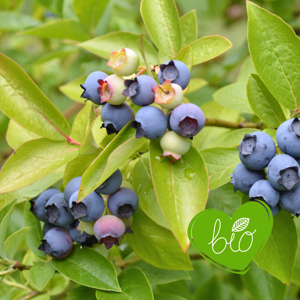 Blueberry 'Bluegold' BIO - Late