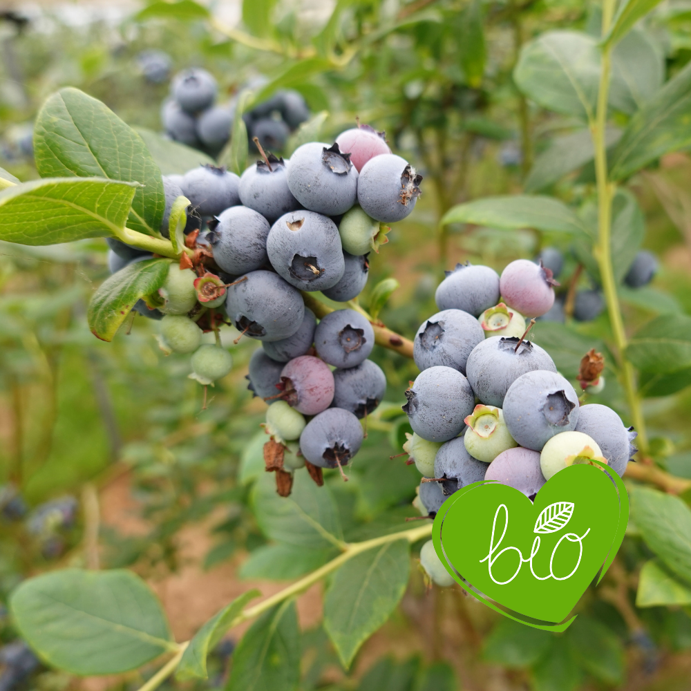 Blauwe bes 'Brigitta Blue' BIO - Laat