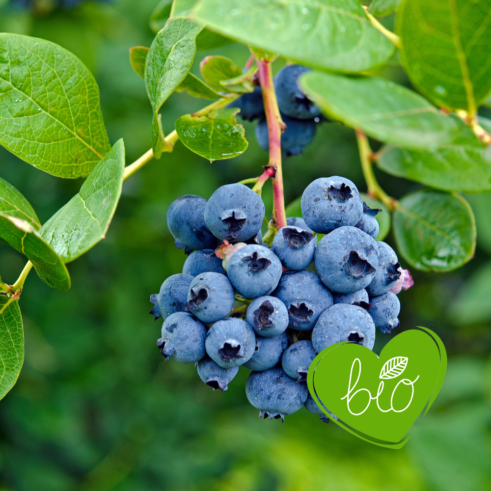 Blueberry 'Duke' BIO - Early